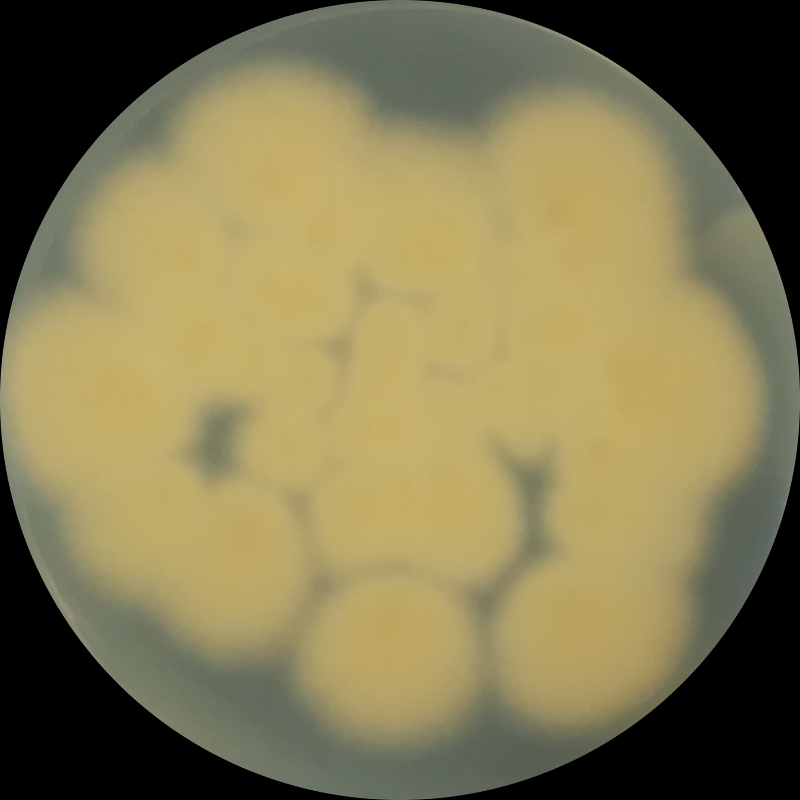 Short broom fungi-BNCC