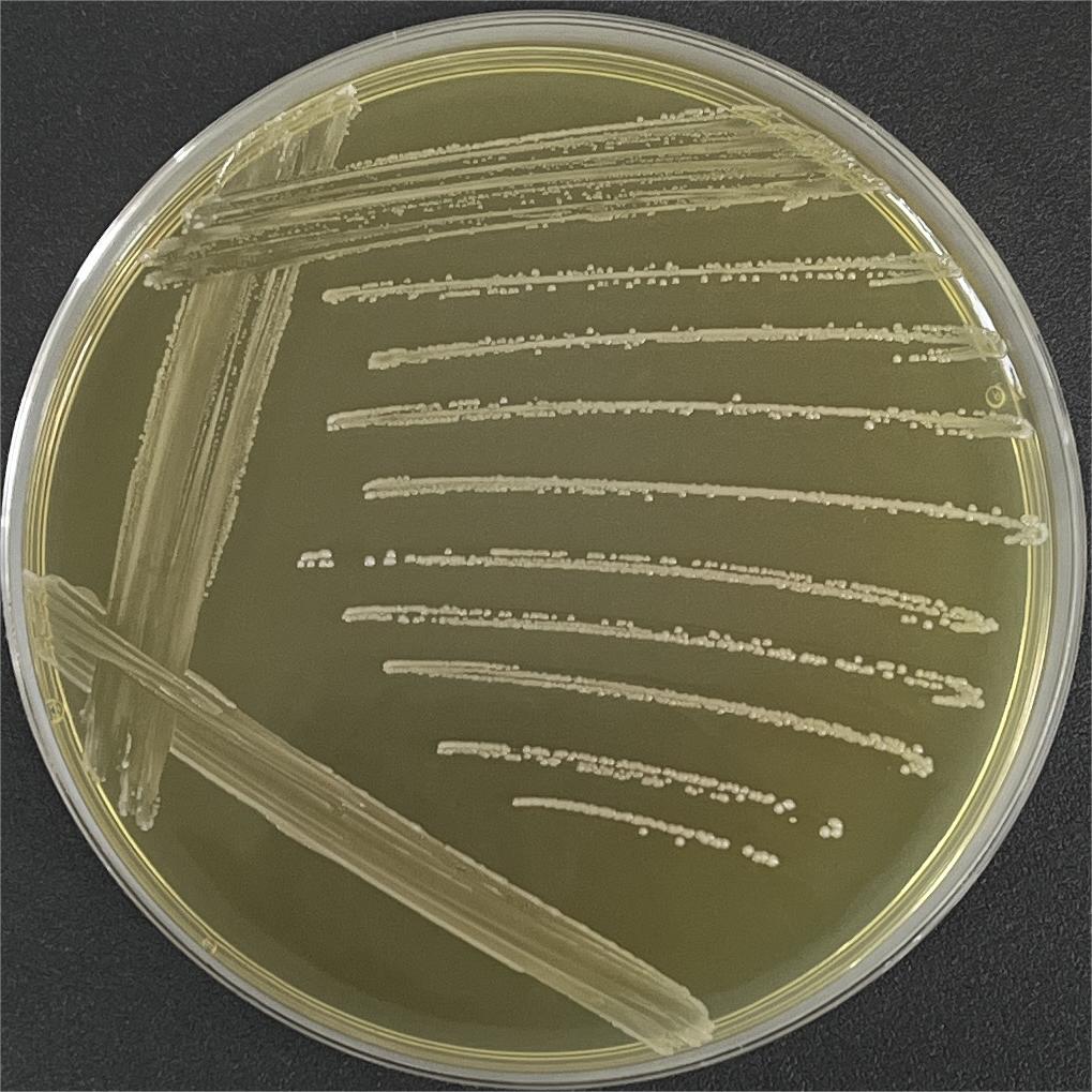 Enterococcus faecalis-BNCC