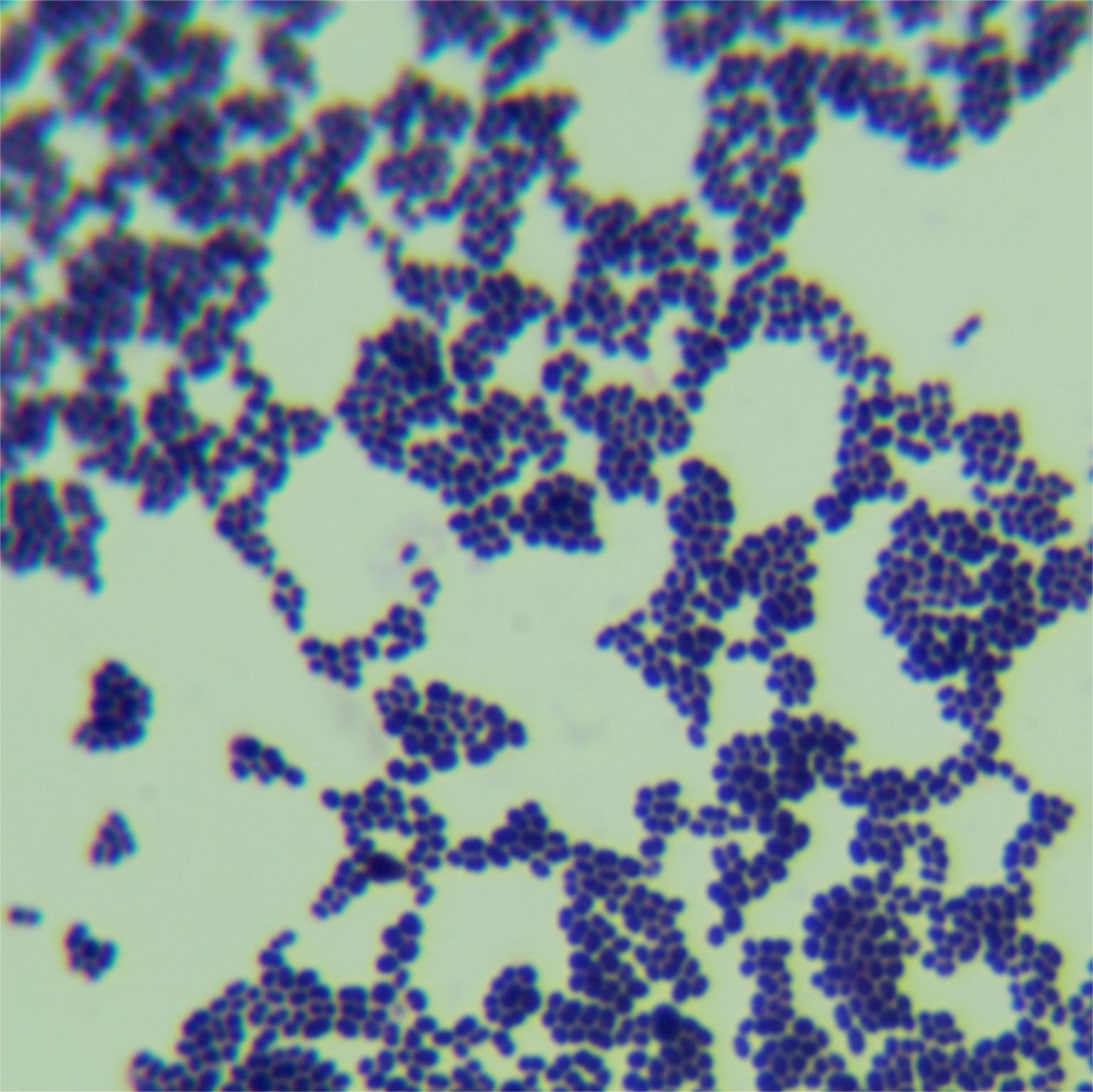 Enterococcus faecalis-BNCC