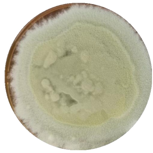 Trichoderma reesei-BNCC