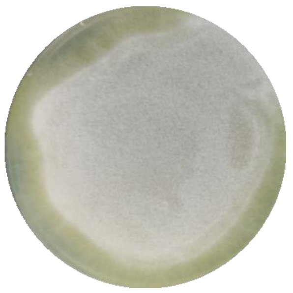 Trichoderma reesei-BNCC
