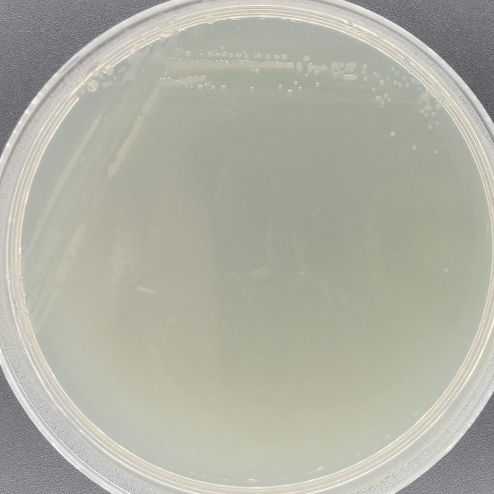 Bacillus subtilis-BNCC