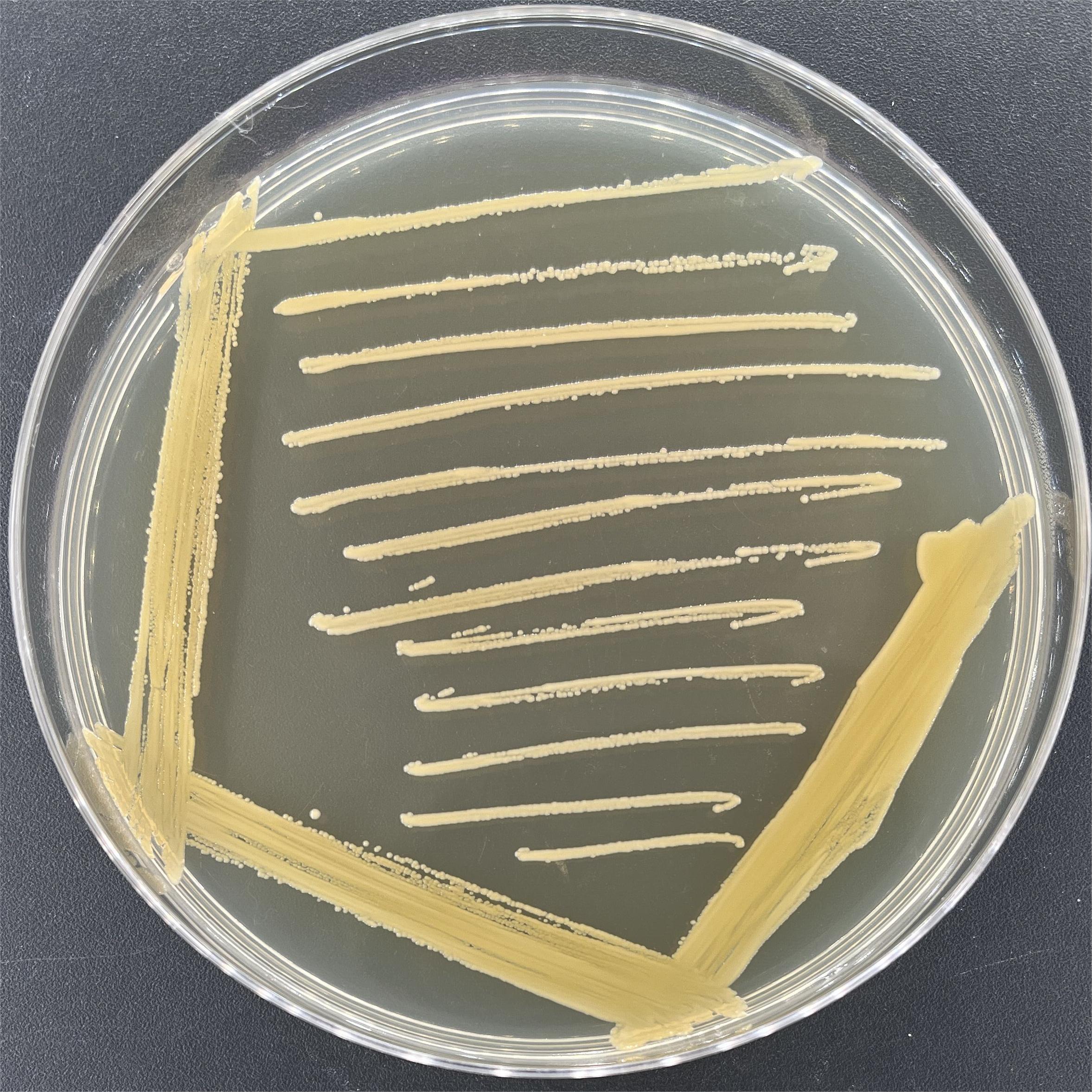 Staphylococcus aureus-BNCC