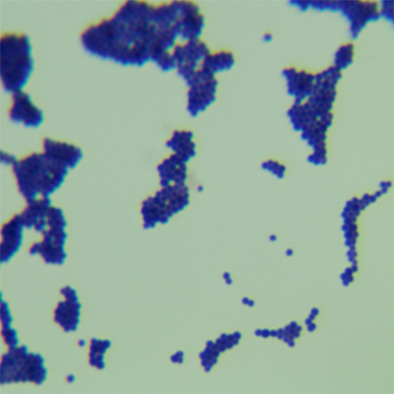 Staphylococcus aureus-BNCC