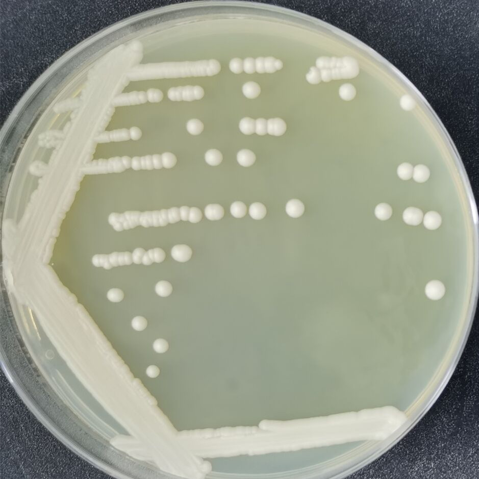 Brewing yeast-BNCC