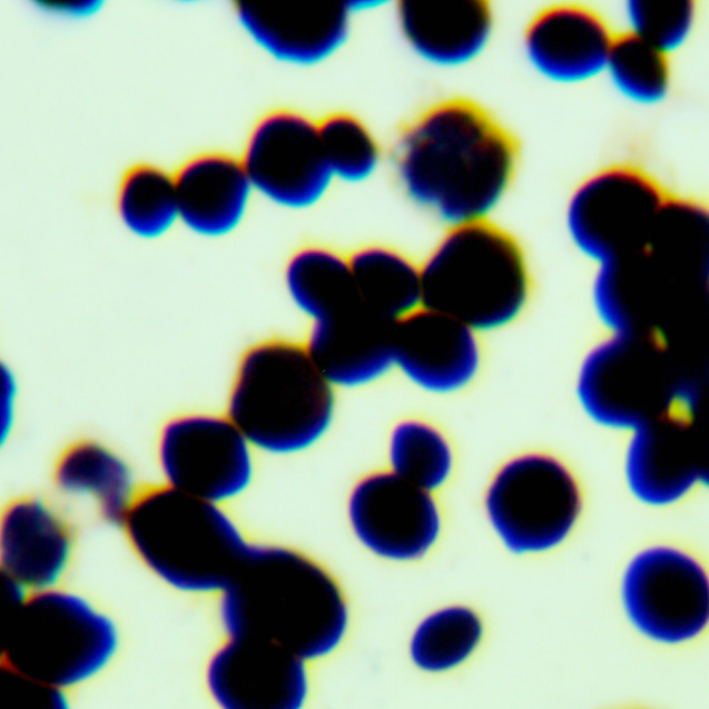 Brewing yeast-BNCC