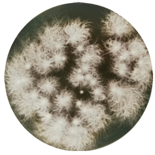 Hericium erinaceus 99-BNCC