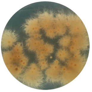 Hericium erinaceus 99-BNCC