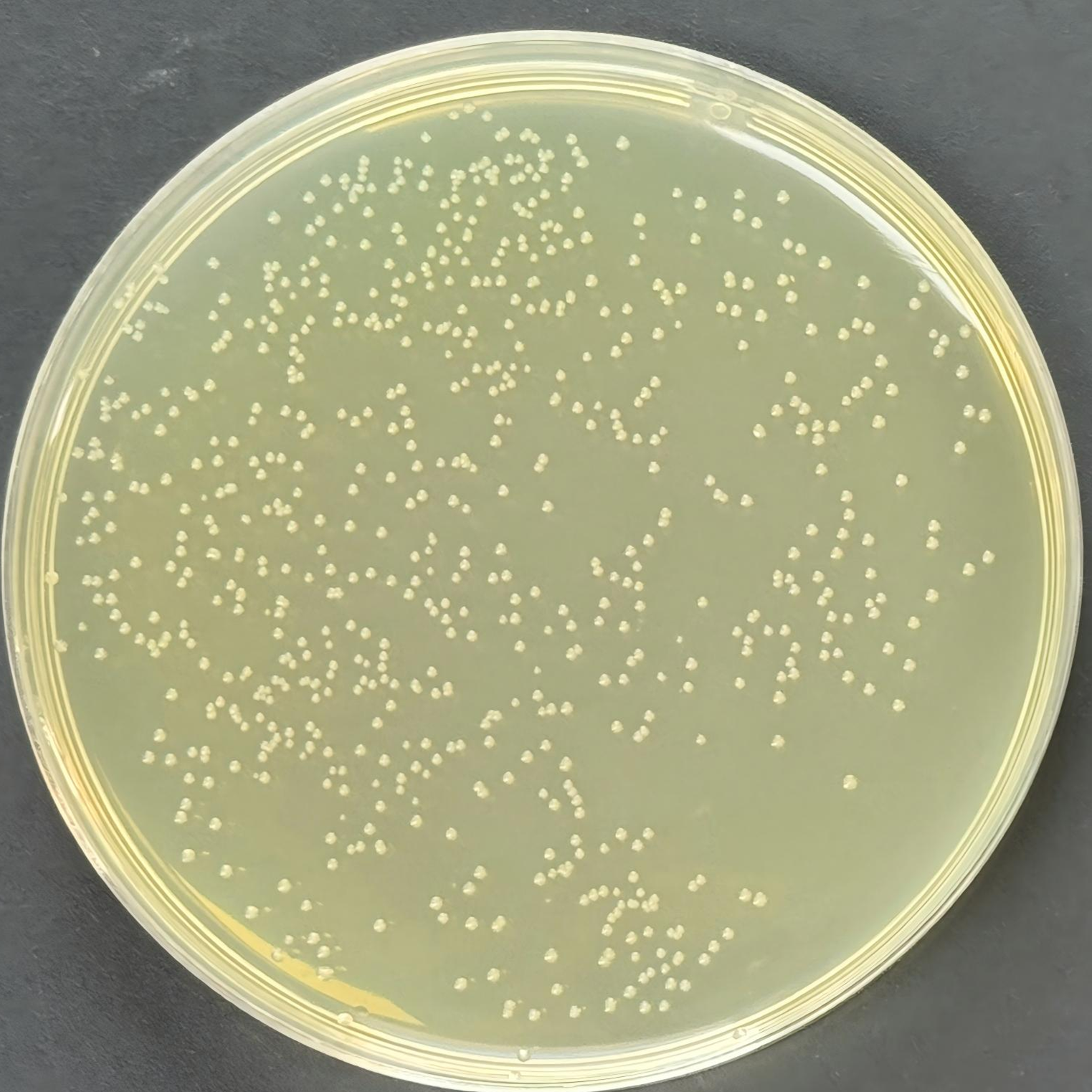 Escherichia coli clone SM10 λ pir-BNCC