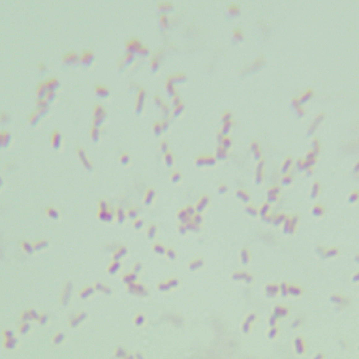 Escherichia coli clone SM10 λ pir-BNCC