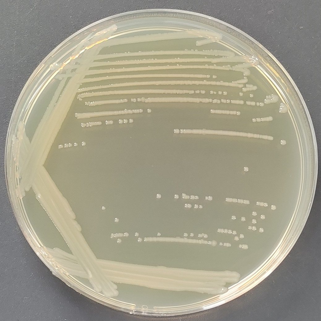 Enteropathogenic Escherichia coli-BNCC