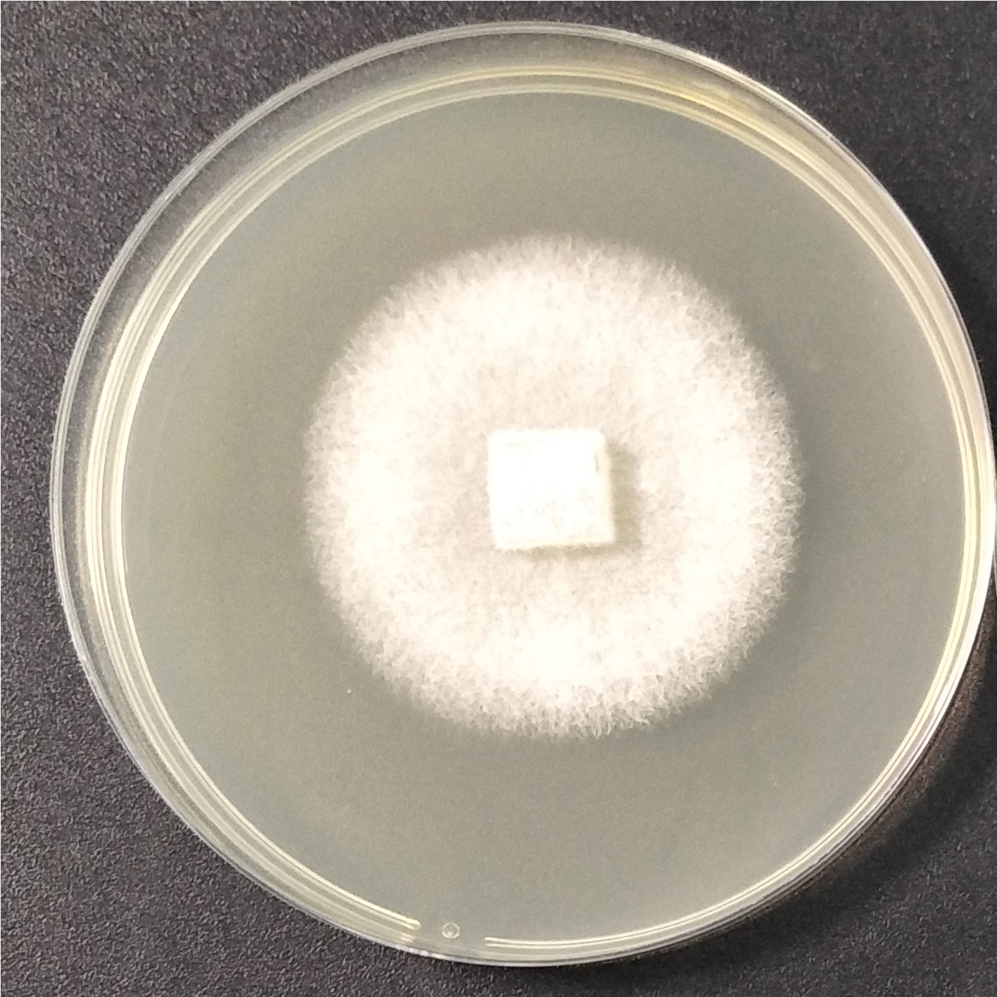 Trichoderma-BNCC