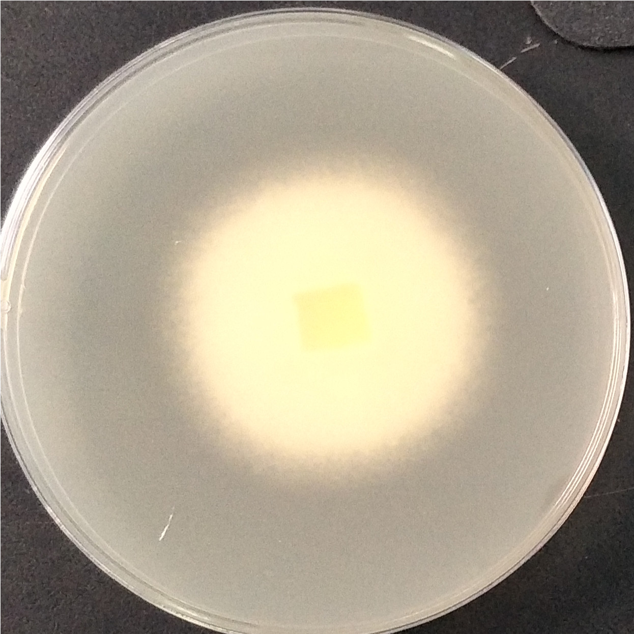 Trichoderma-BNCC