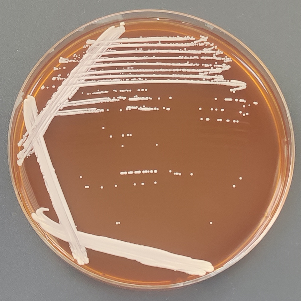 Candida albicans-BNCC