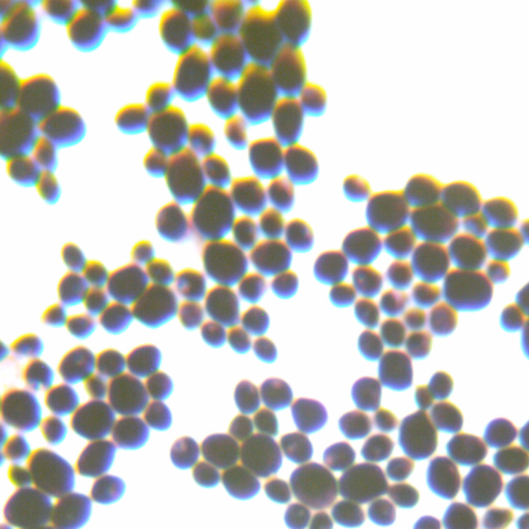Candida albicans-BNCC