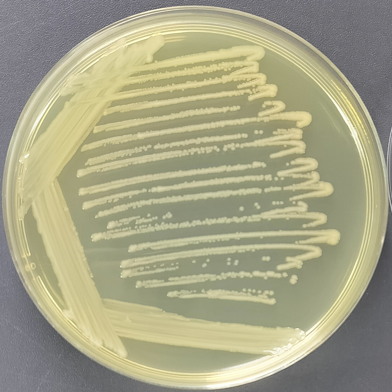 Yersinia pestis-BNCC