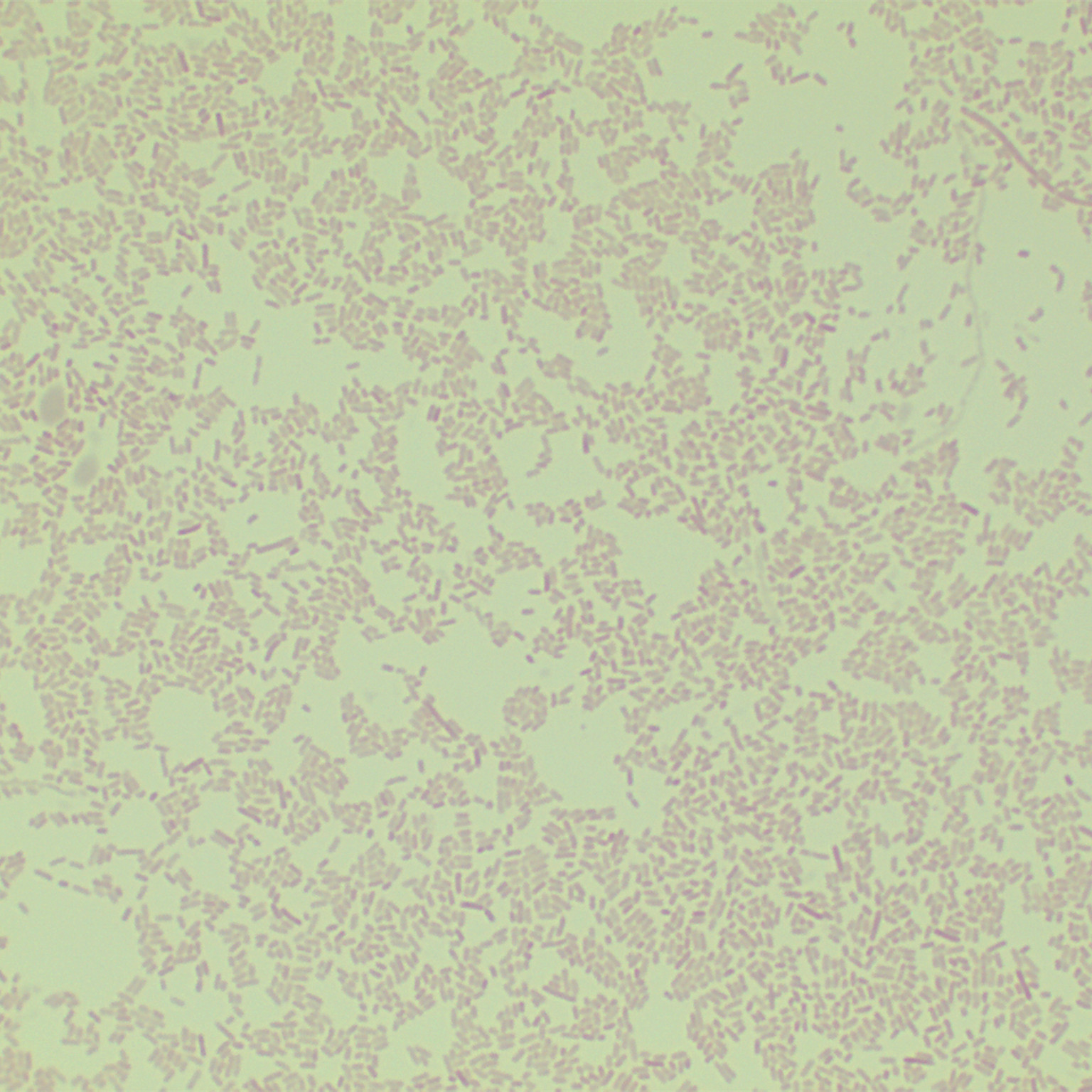 Yersinia pestis-BNCC