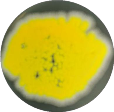 Pine loving basket shaped bacteria-BNCC