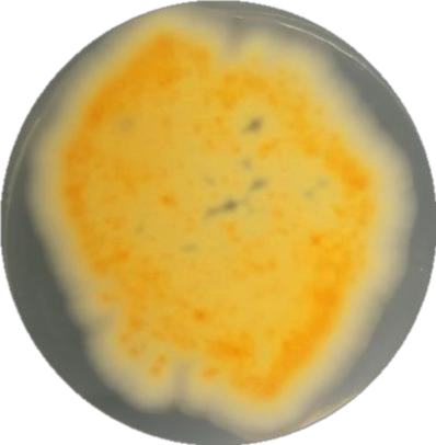 Pine loving basket shaped bacteria-BNCC