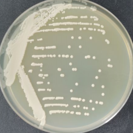 Marine-loving yeast-BNCC
