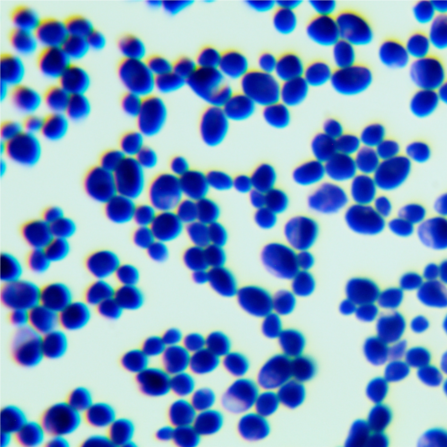 Marine-loving yeast-BNCC