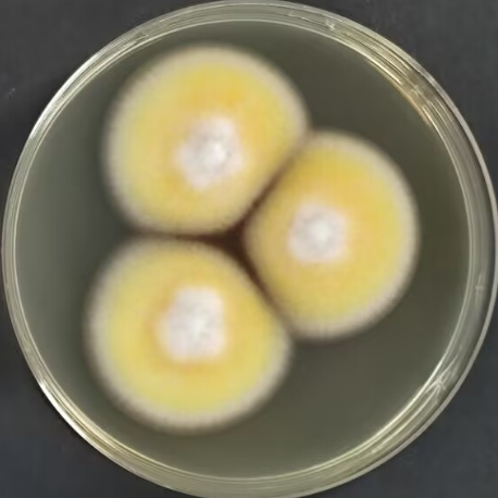 Rope shaped basket shaped bacteria-BNCC