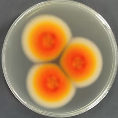 Rope shaped basket shaped bacteria-BNCC