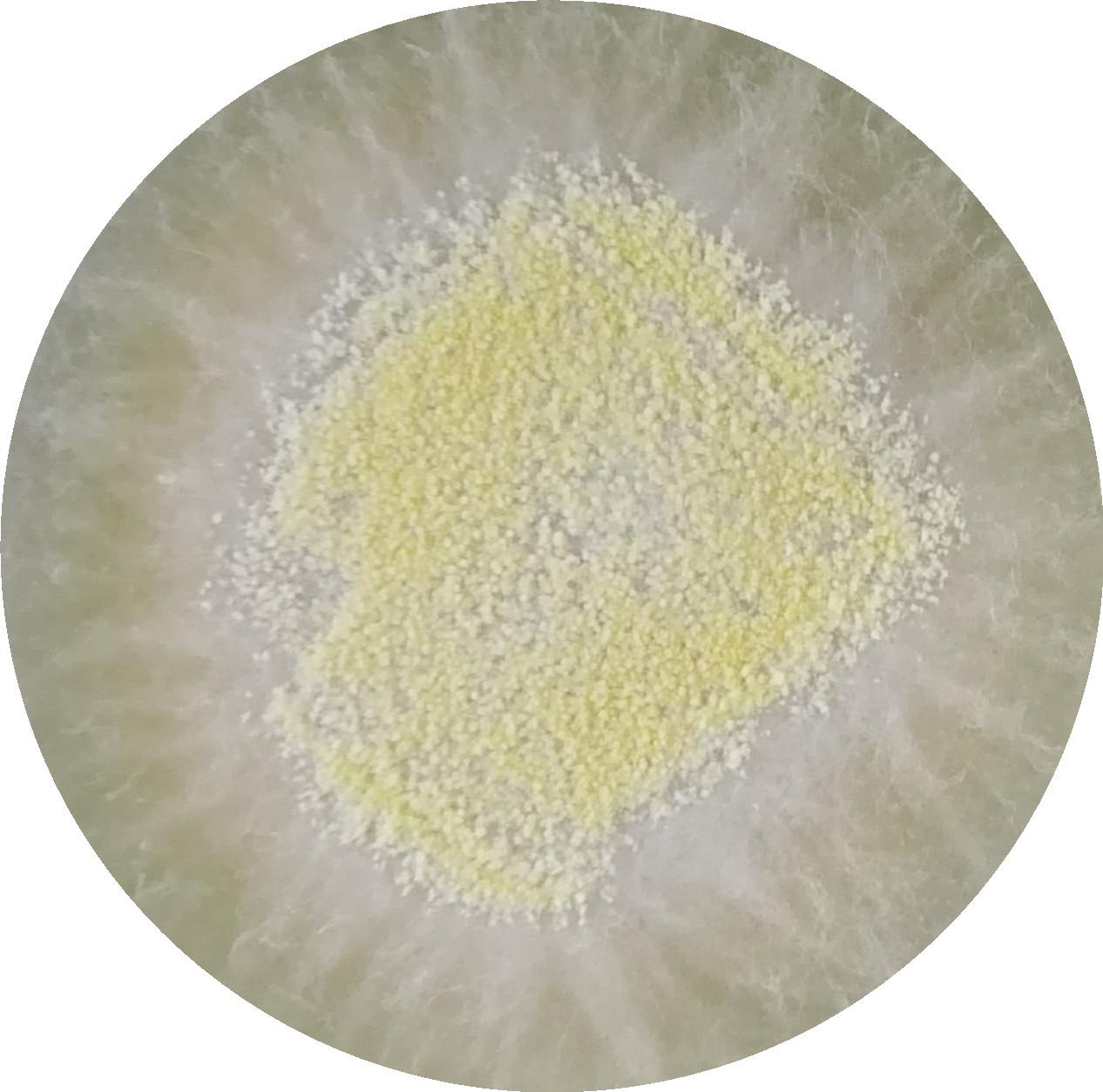 Trichoderma longibrachiatum-BNCC