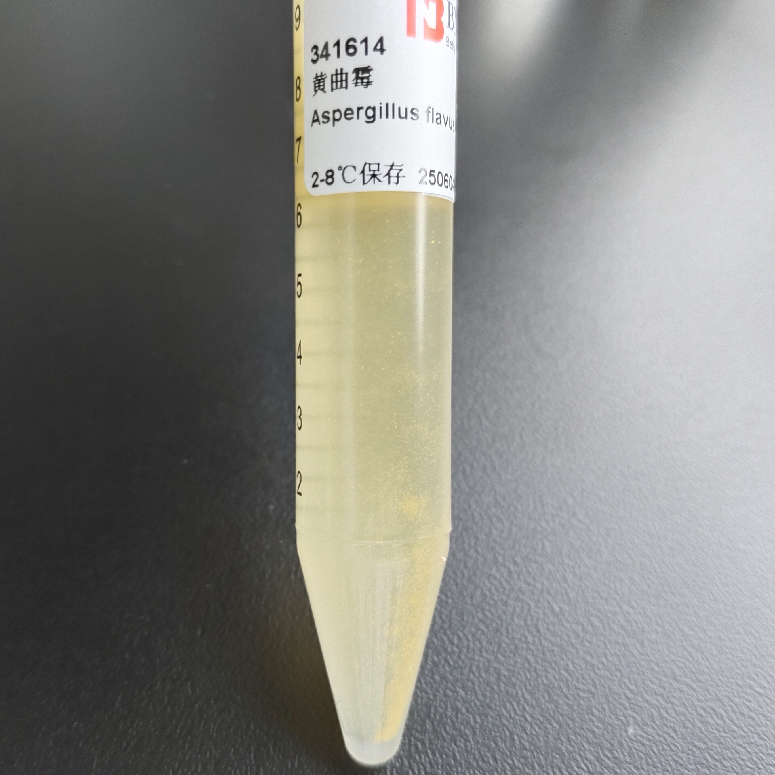 Aspergillus flavus-BNCC