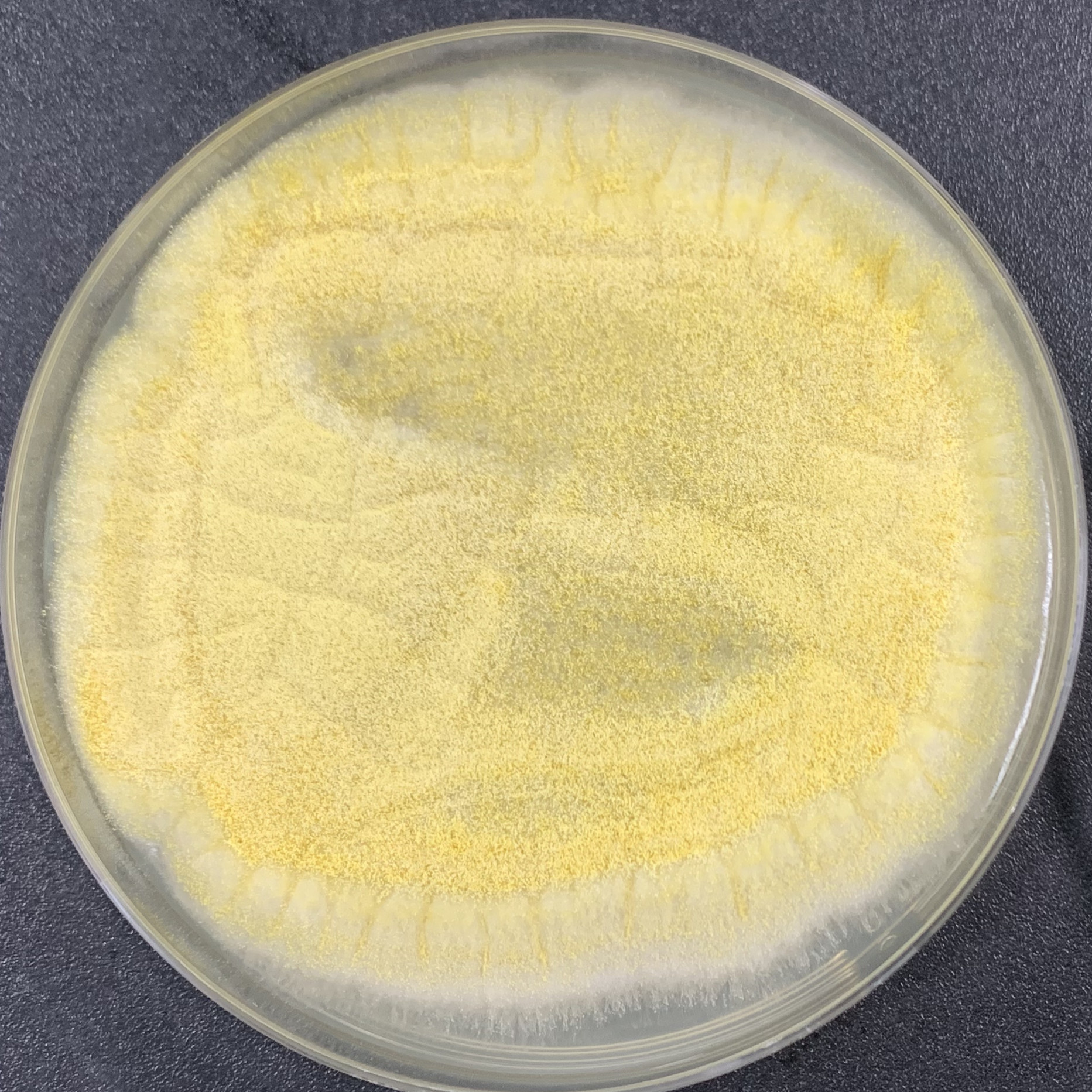 Aspergillus flavus-BNCC