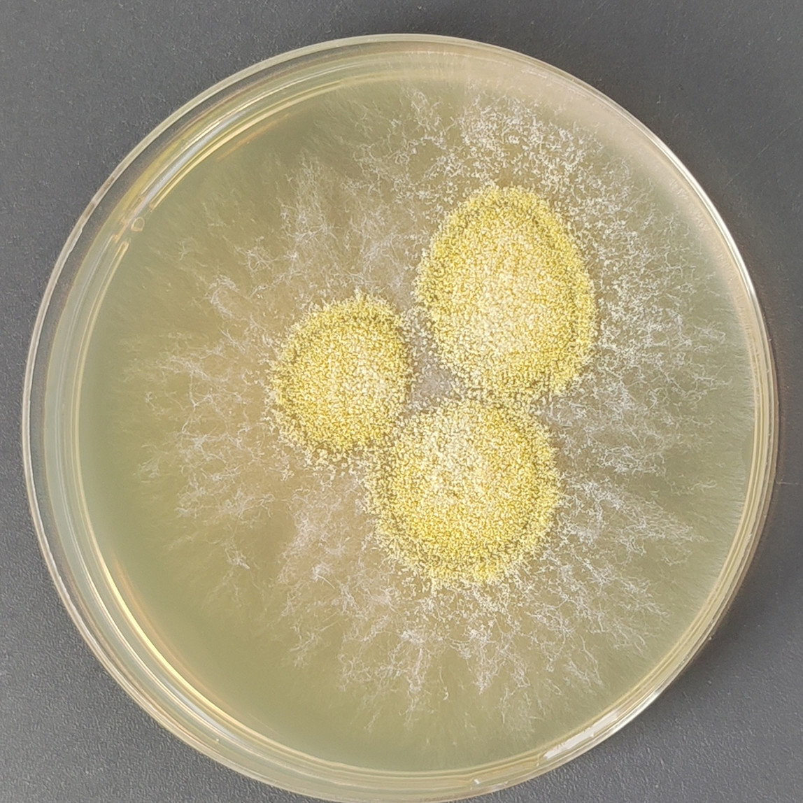 Trichoderma harzianum-BNCC