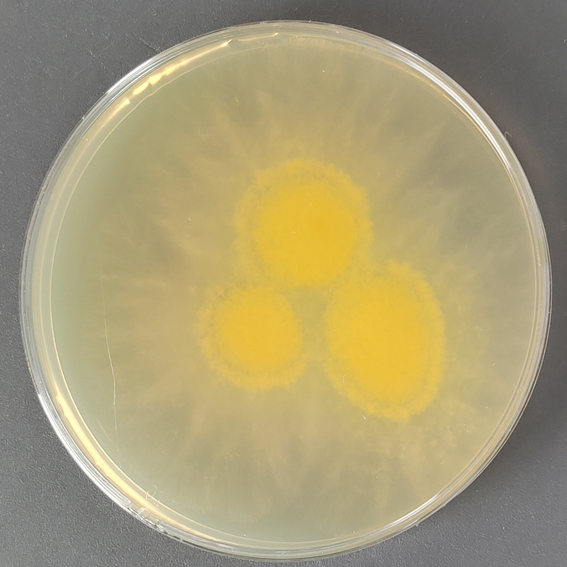 Trichoderma harzianum-BNCC