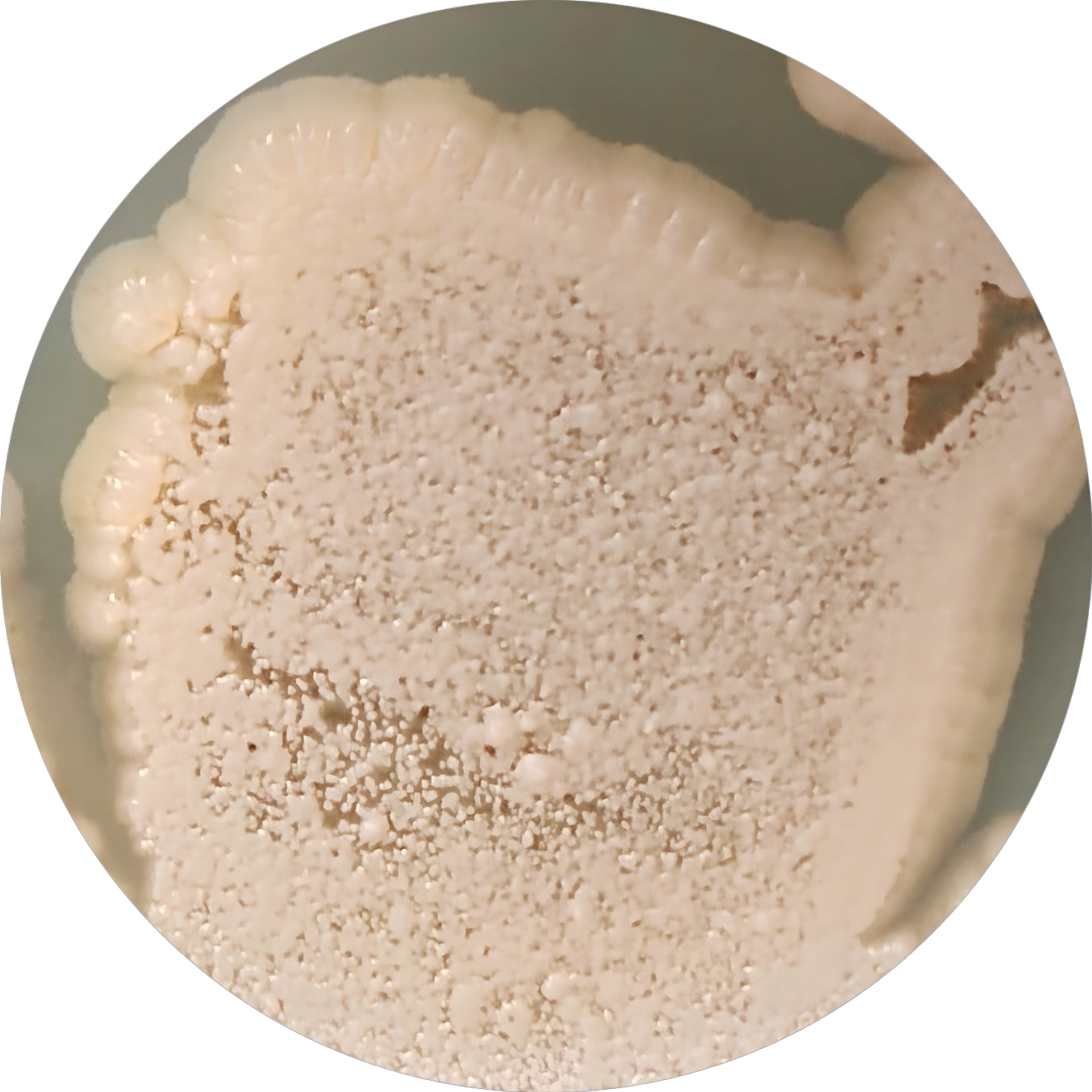 Aspergillus oryzae-BNCC