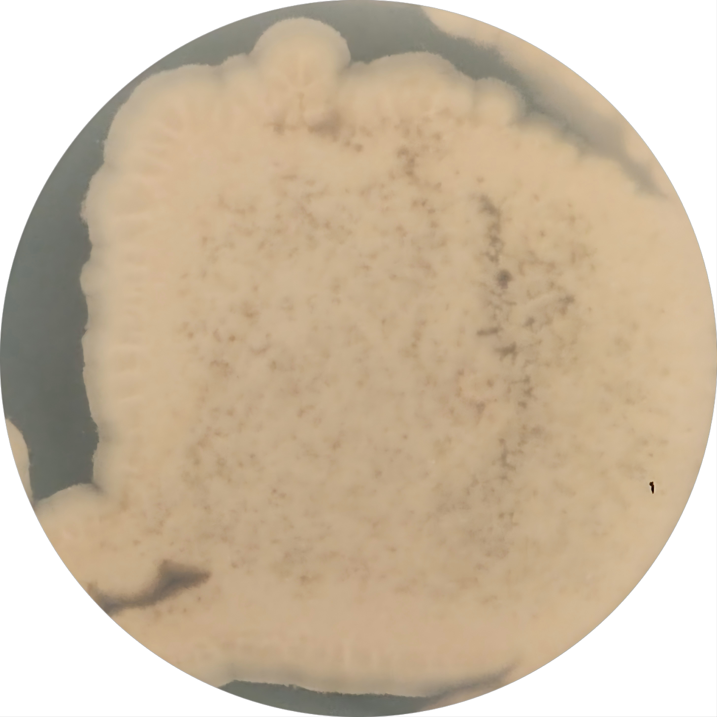 Aspergillus oryzae-BNCC