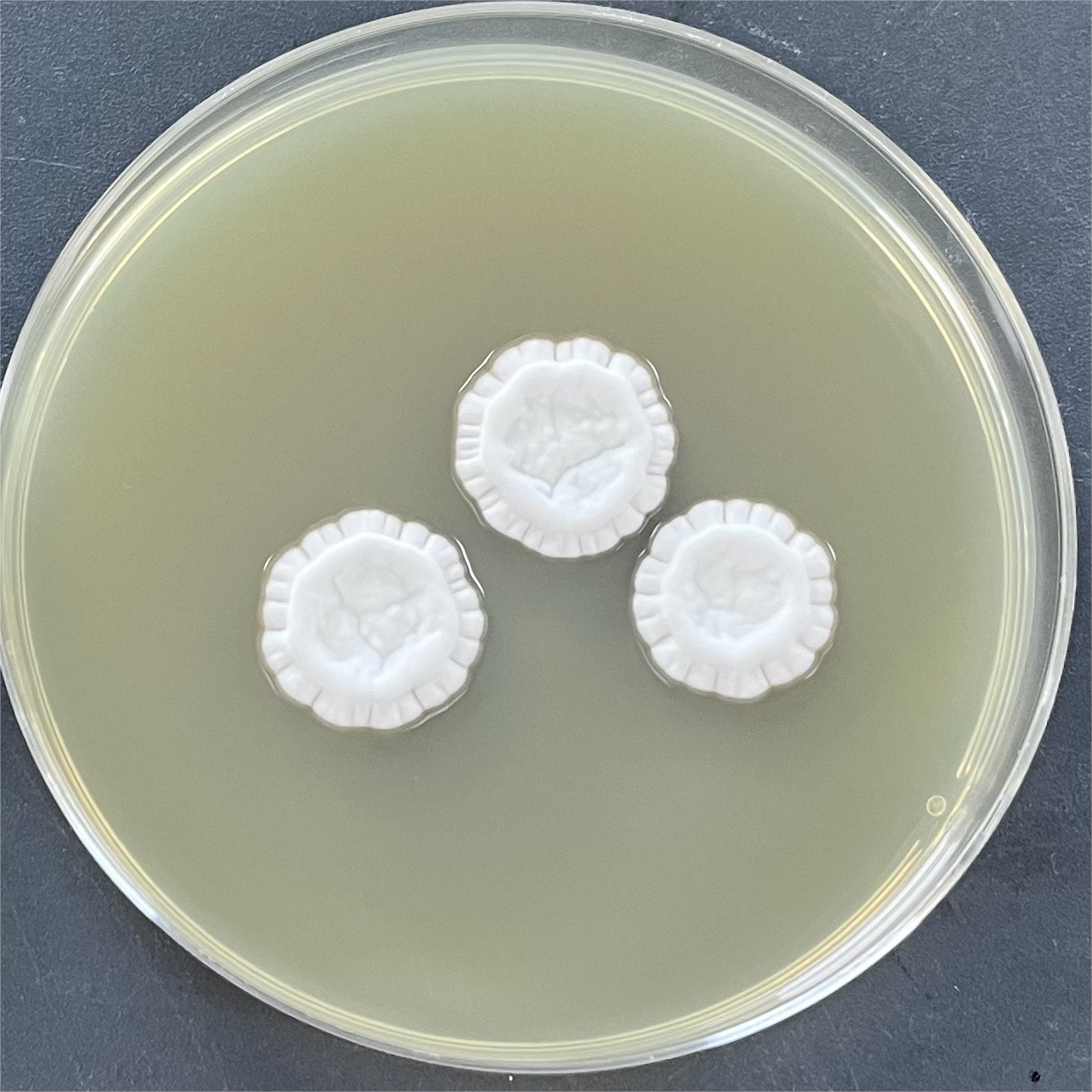 Penicillium purpureum-BNCC