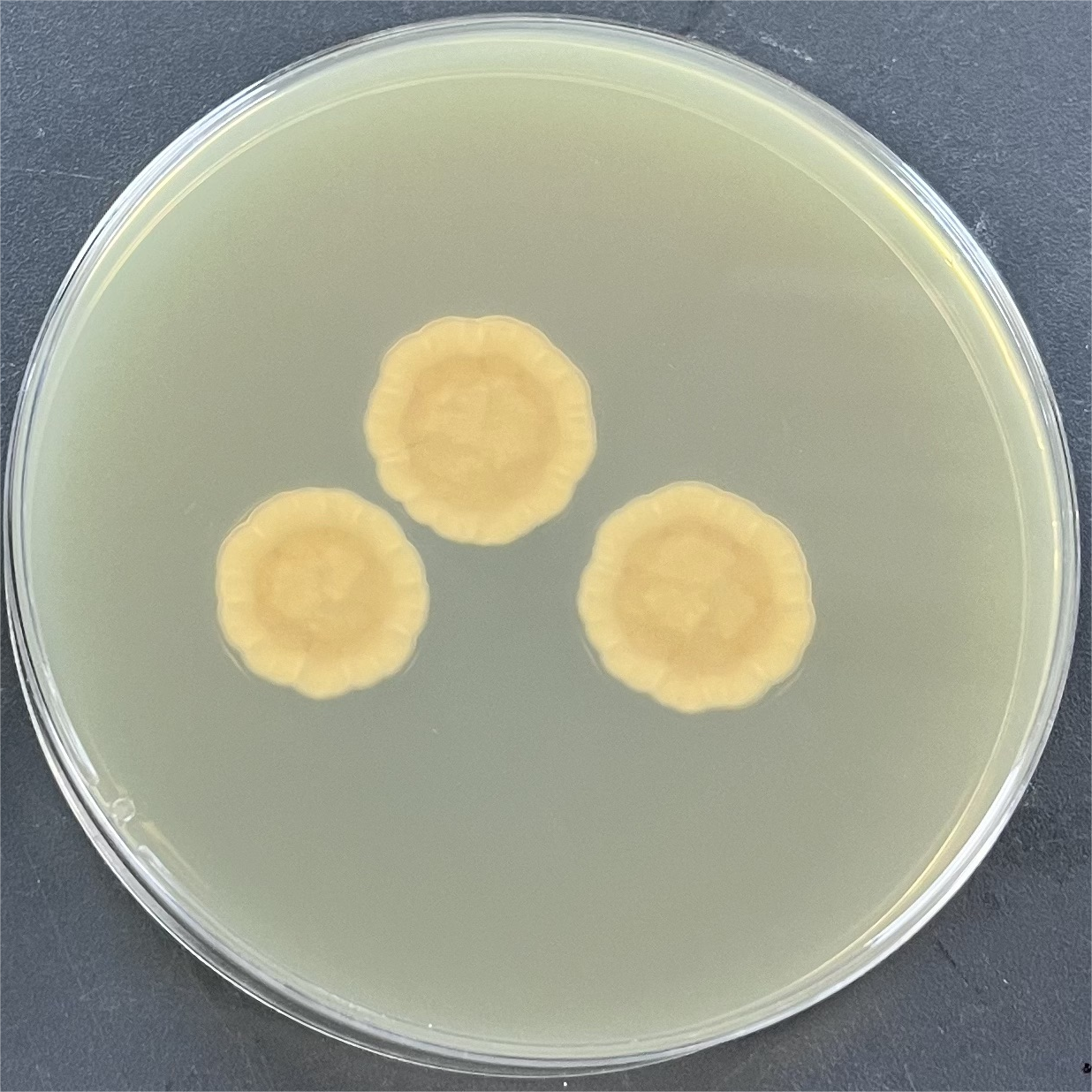 Penicillium purpureum-BNCC