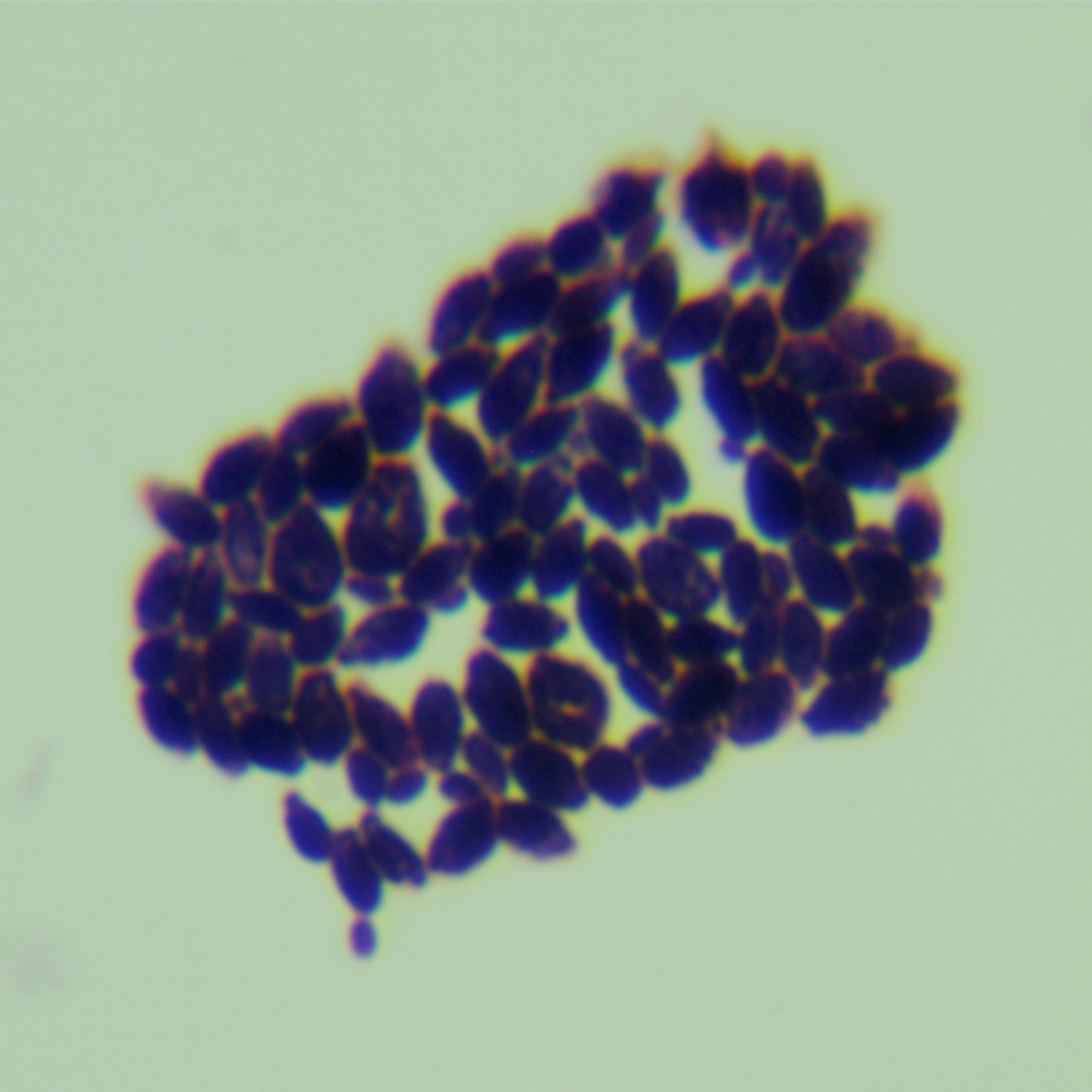Fruit borne Mayer's yeast-BNCC