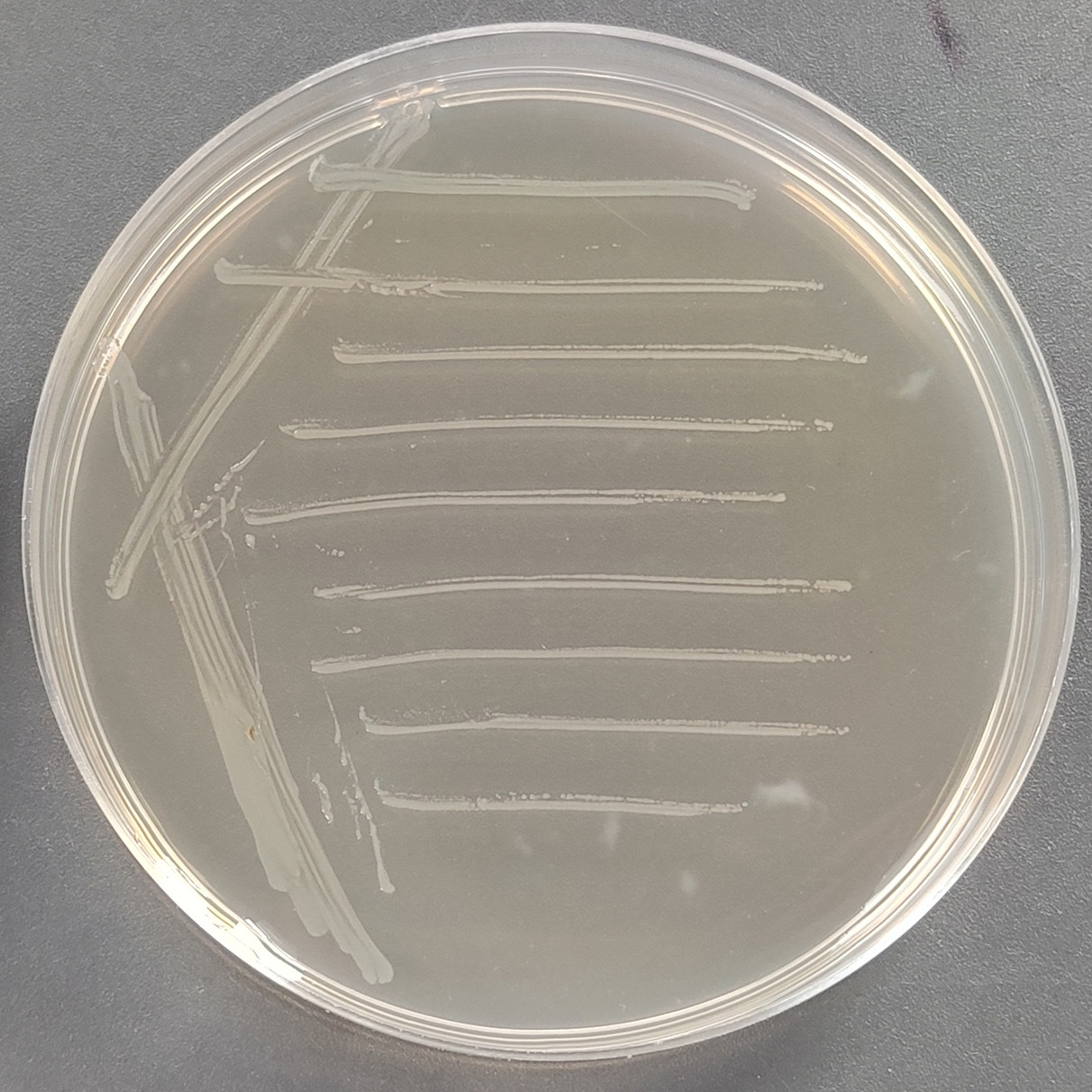 Histidine deficient Salmonella typhimurium TA1535-BNCC