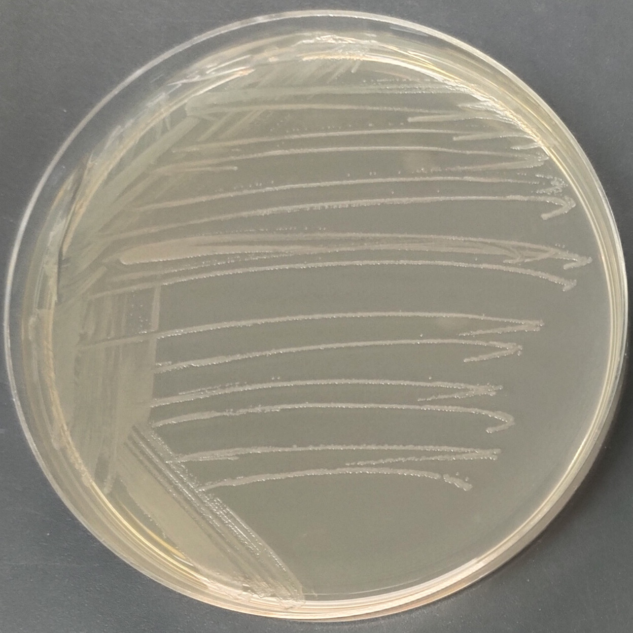 Histidine deficient Salmonella enterica TA98-BNCC