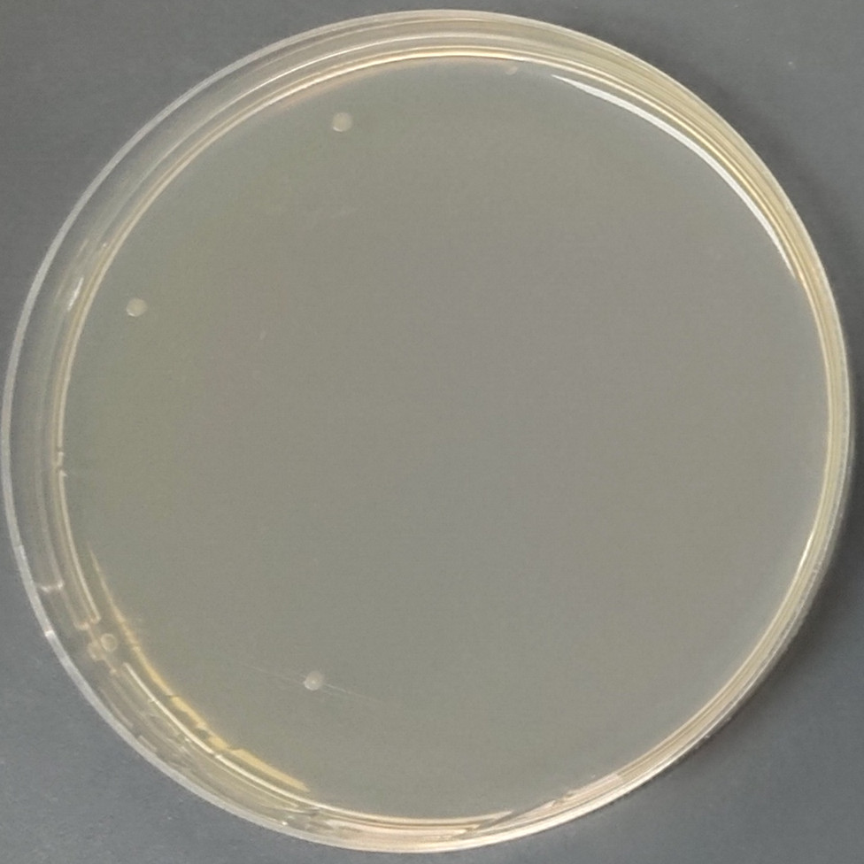 Histidine deficient Salmonella enterica TA98-BNCC