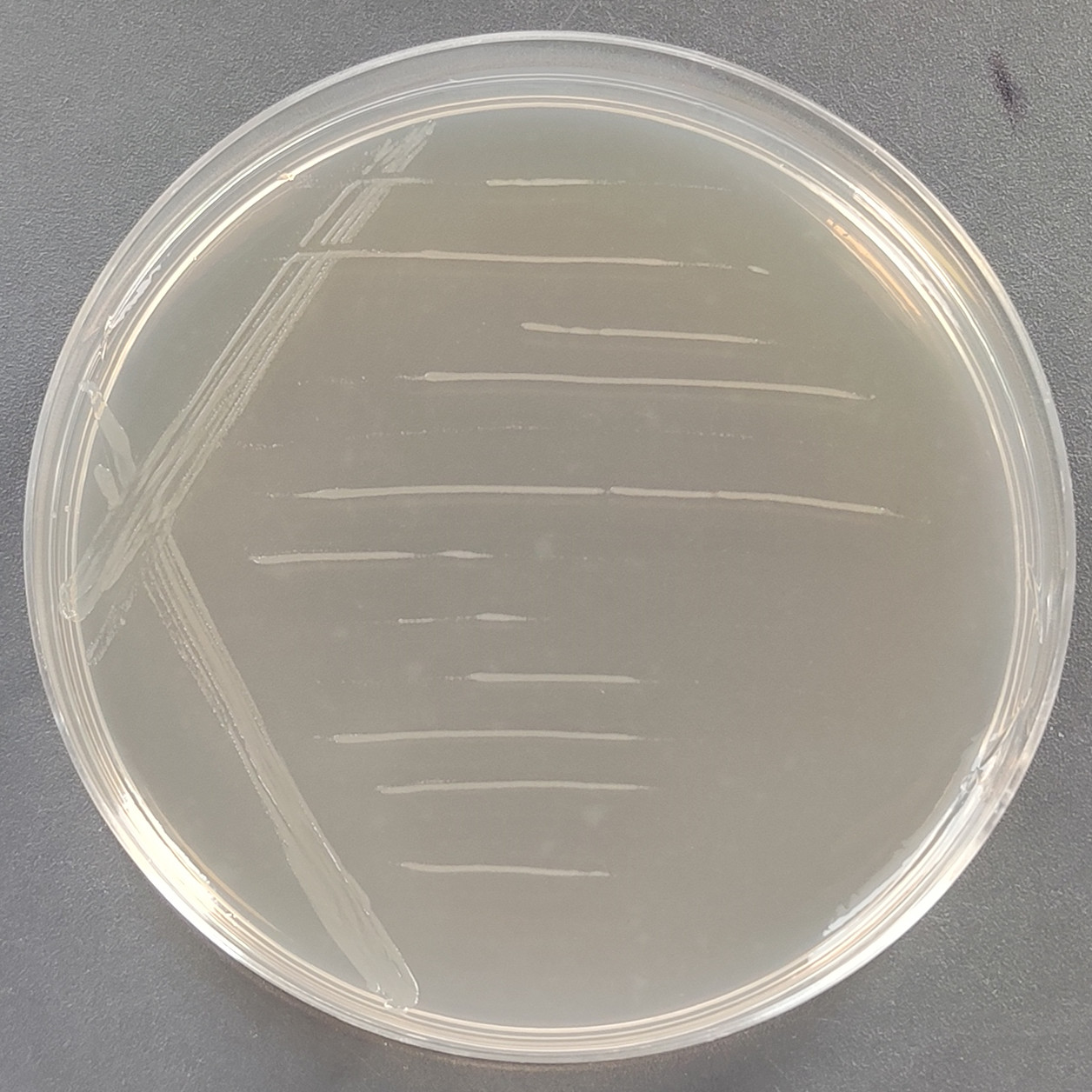Histidine deficient Salmonella typhimurium TA100-BNCC