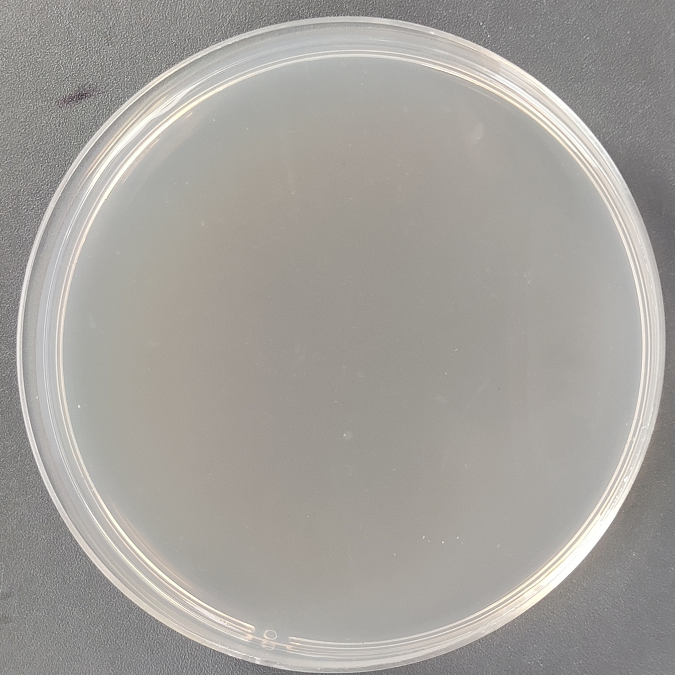 Histidine deficient Salmonella typhimurium TA100-BNCC