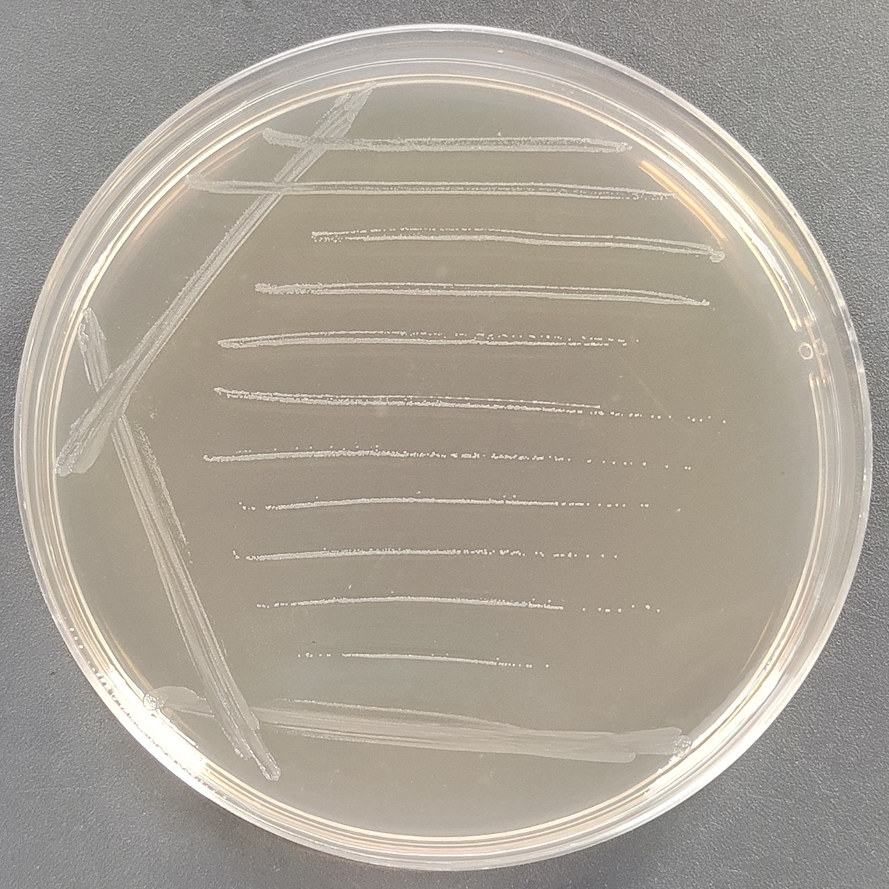 Histidine deficient Salmonella typhimurium TA102-BNCC