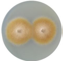 Streptomyces-BNCC