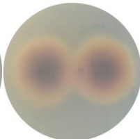 Streptomyces-BNCC