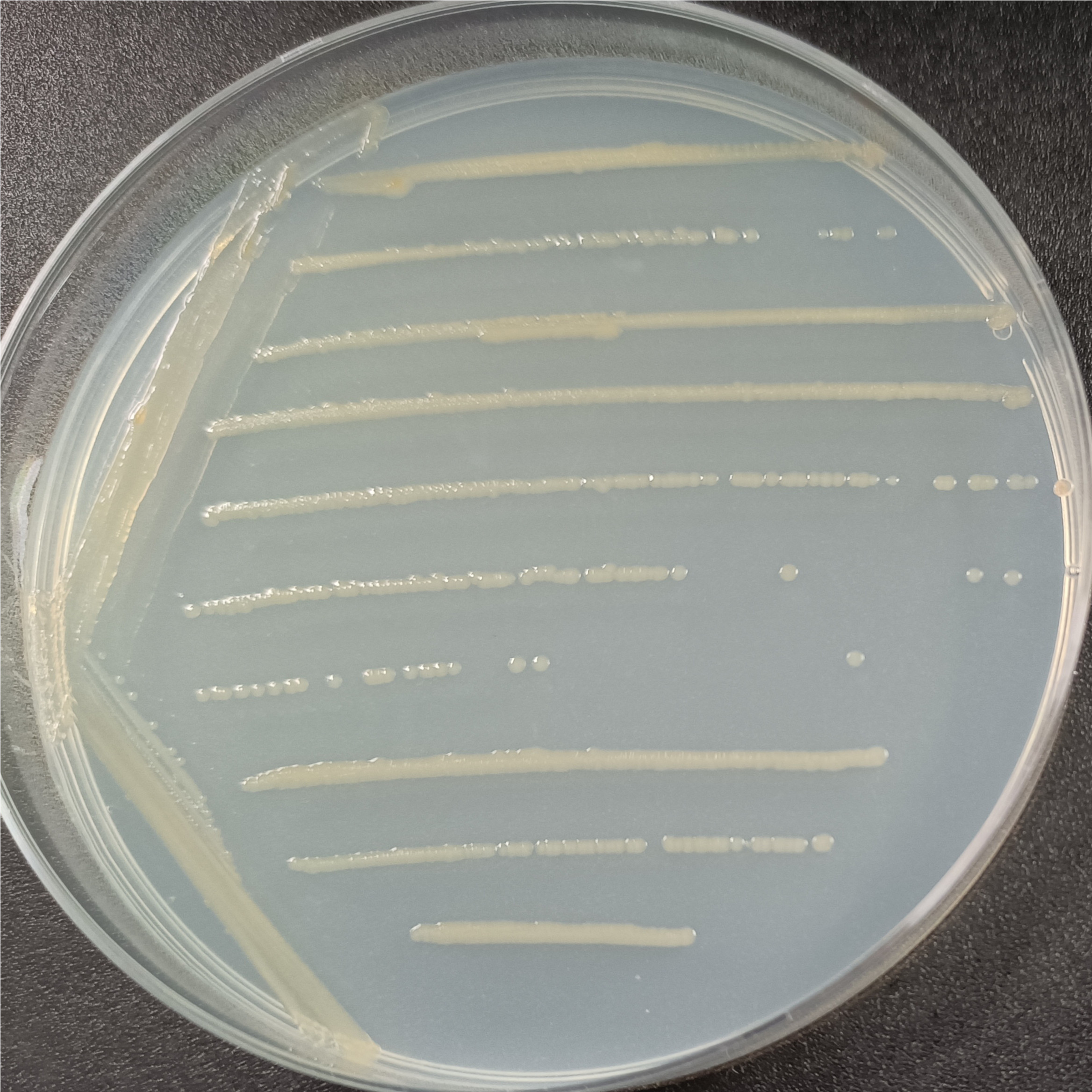 Maasai bacteria-BNCC