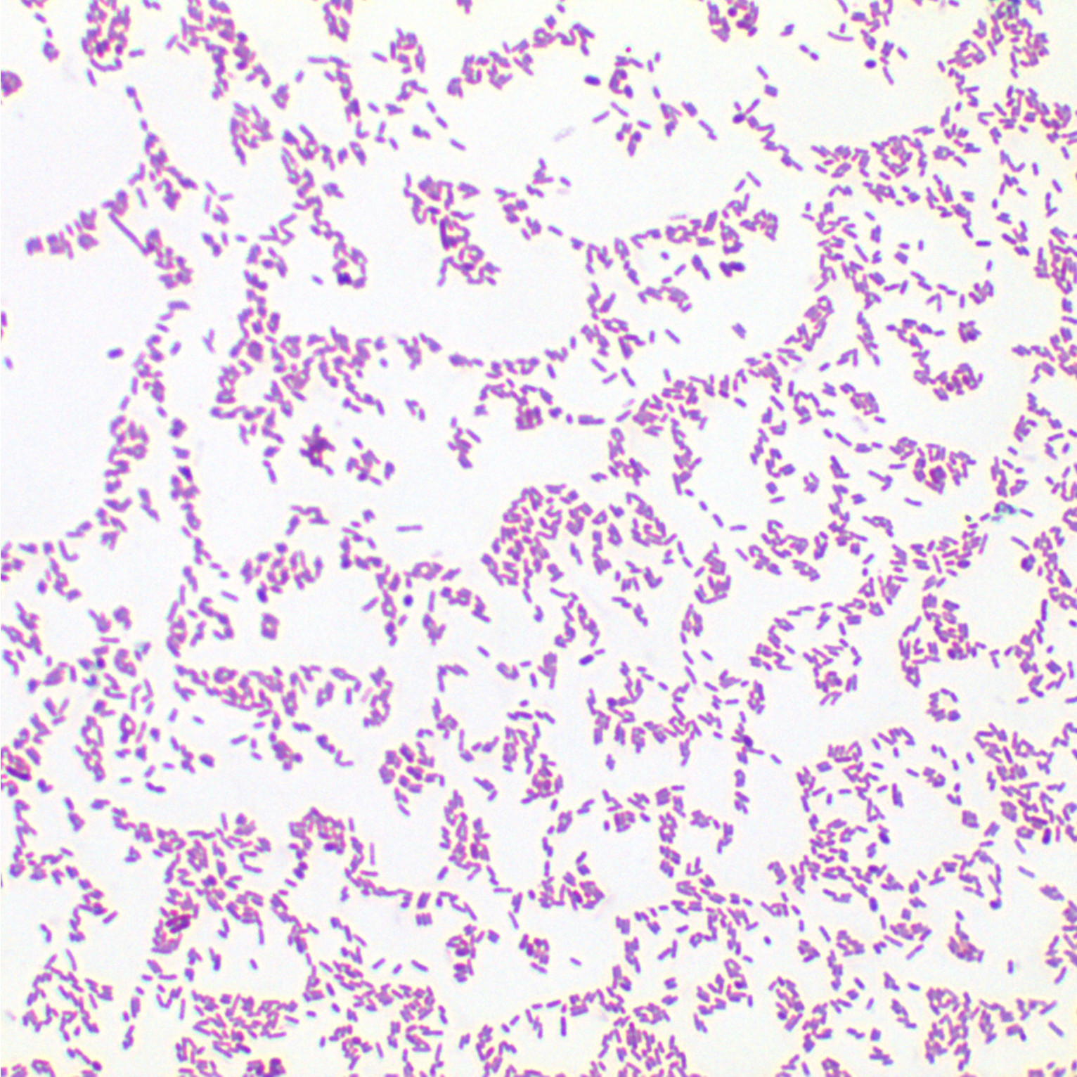 Maasai bacteria-BNCC