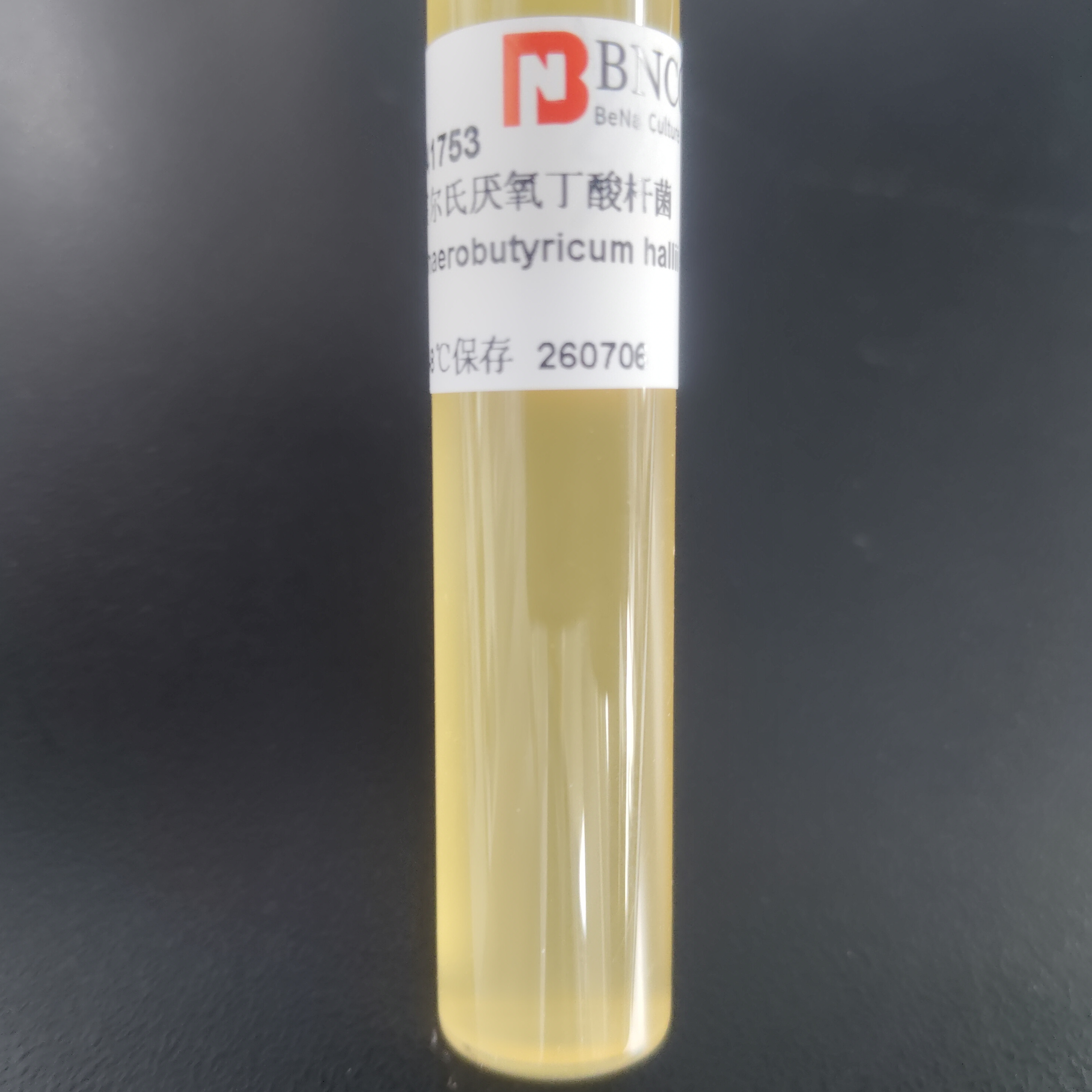 Holmella anaerobic butyrate bacteria-BNCC