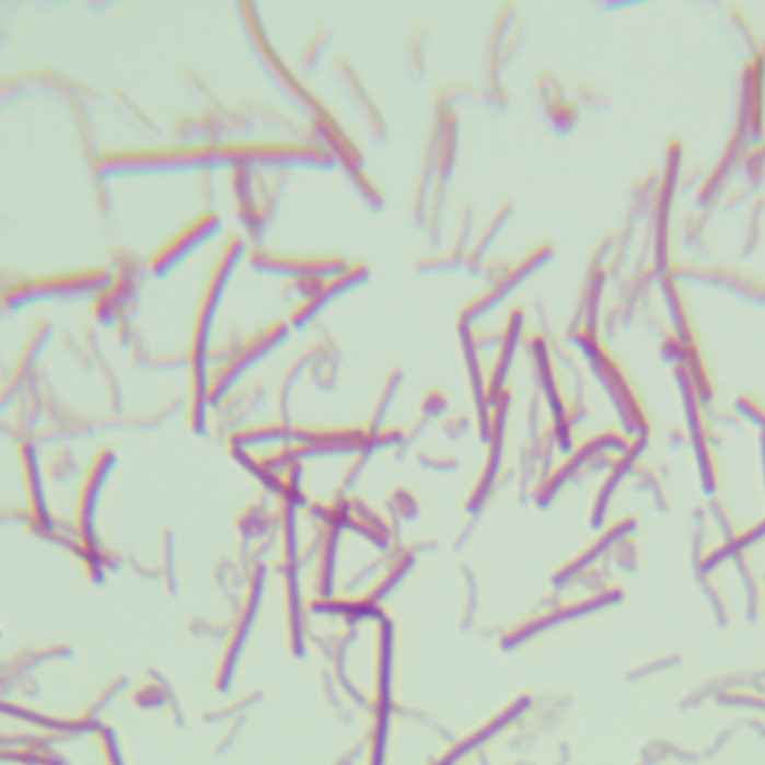 Holmella anaerobic butyrate bacteria-BNCC