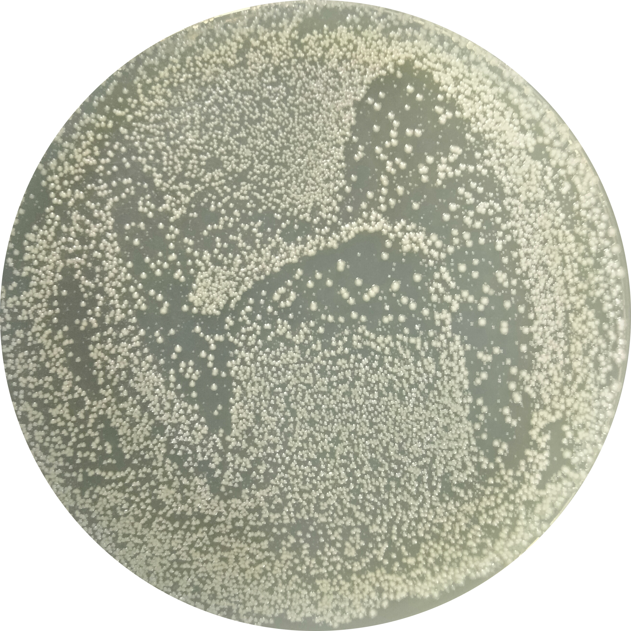 JM109 (DE3) Escherichia coli-BNCC